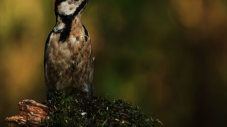 Nest van spinselmot