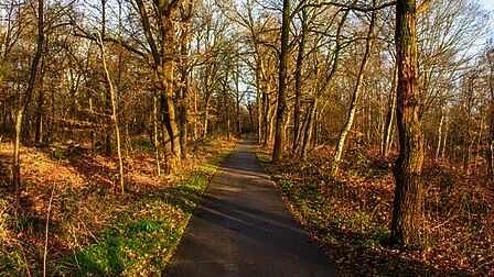 Paleisweg in Garderen, recreatief fietspad door bos dat niet is verlicht